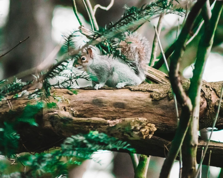 a small grey squirrel sits on a tree nch
