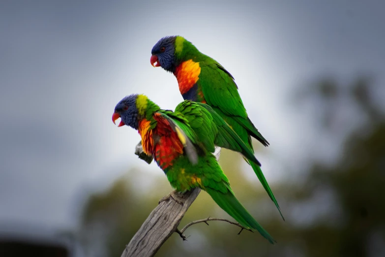 three multi colored birds standing next to each other