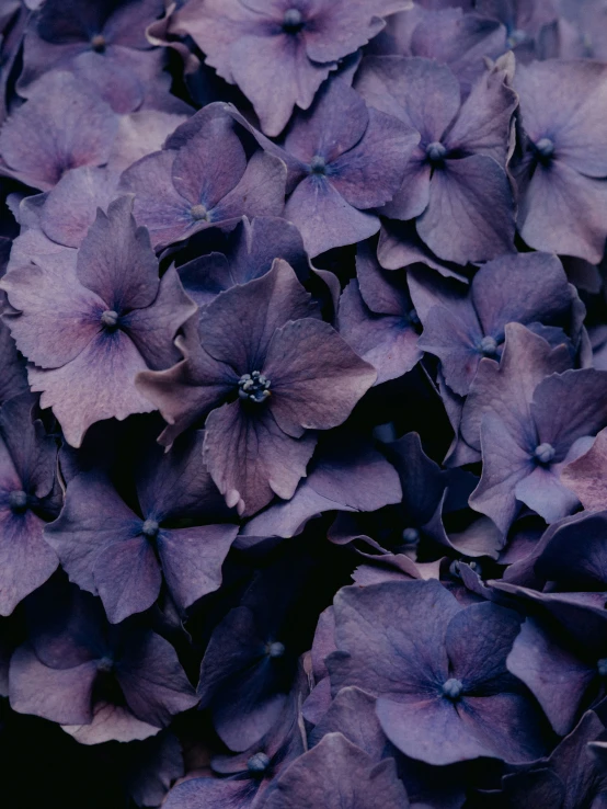 a large cluster of purple flowers are pictured