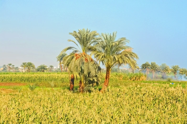 a field full of tall palm trees and some green grass