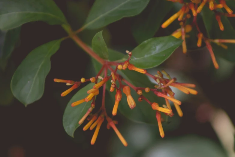 the leaves and flowers are all yellow and orange