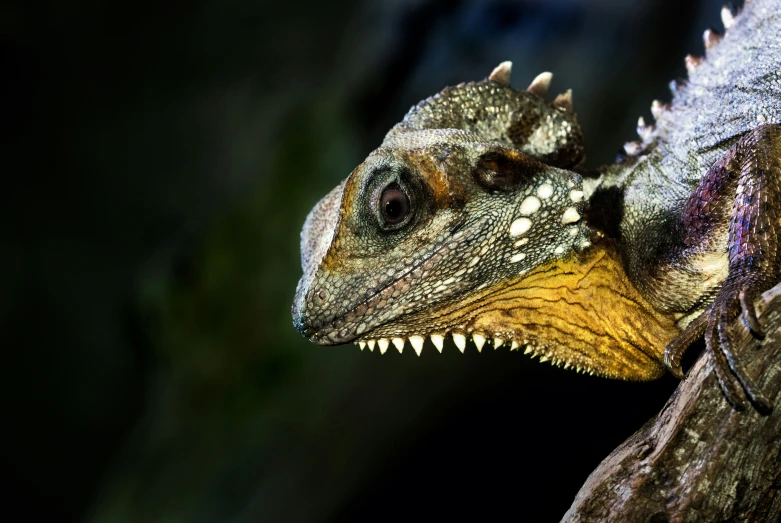 a closeup view of an adult dinosaurs head