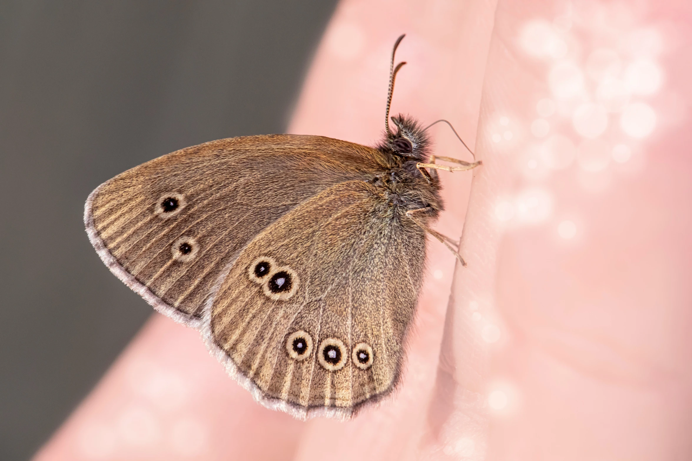 a close up of a erfly on someone's arm