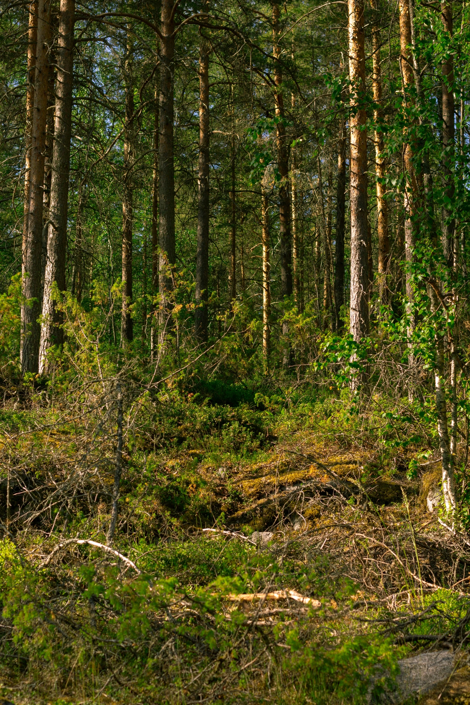 a large wooded area with small trees and green bushes