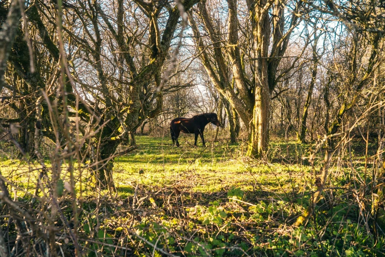 a horse standing in the middle of a forest