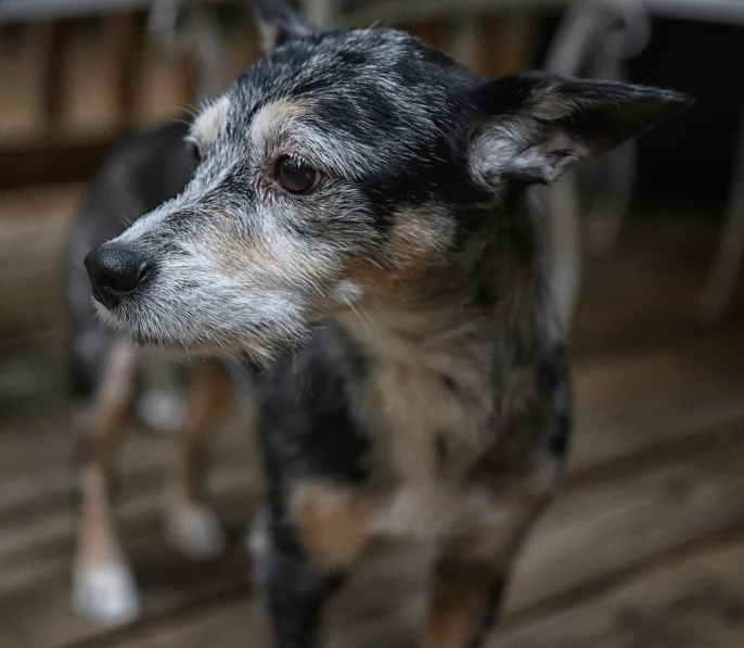 a grey, black and white dog stands in front of a table