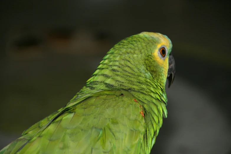 closeup of a parrot's face with its head turned