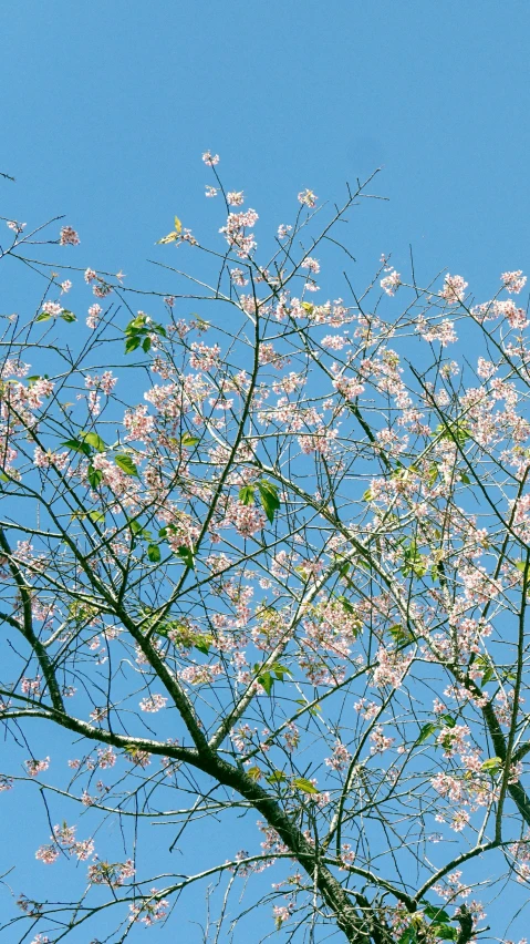 a tree nch with purple flowers against a clear blue sky