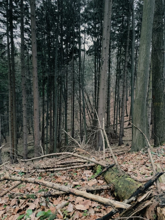 some leaf and dirt with a lot of trees