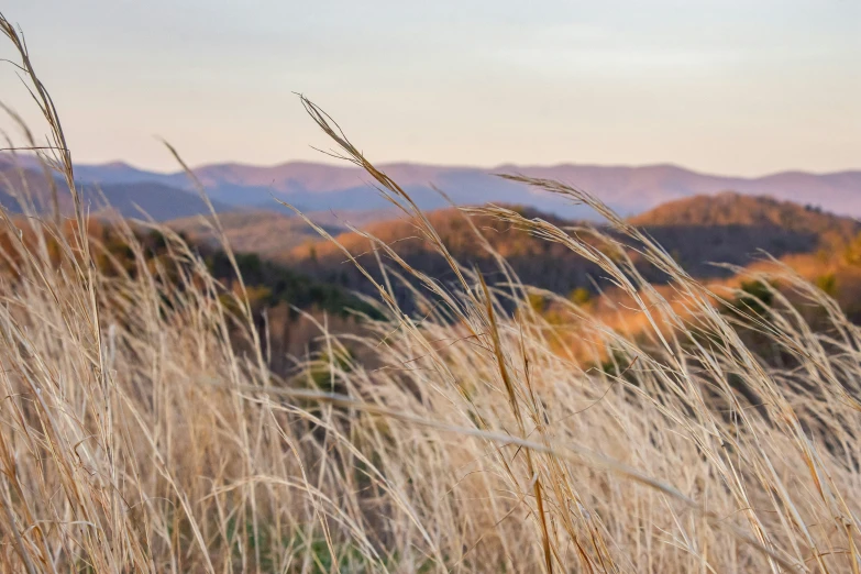 the high grass has a view of mountains in the background