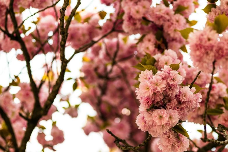 pink flowers in the tree with white sky behind