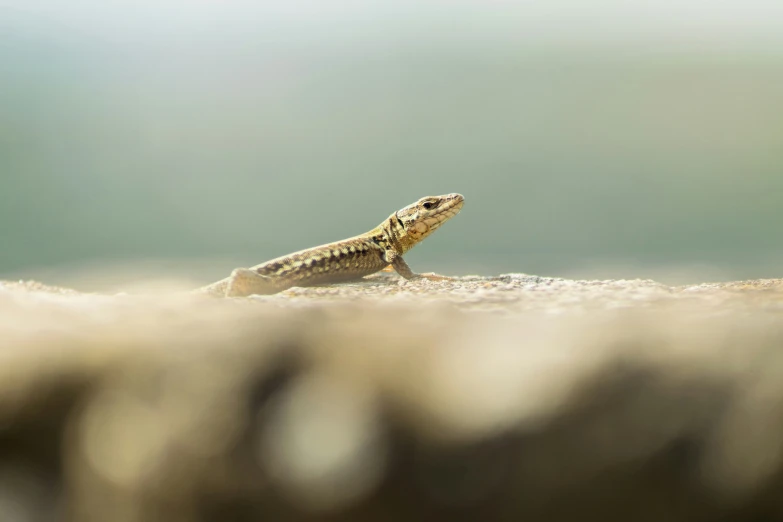 a little lizard standing on the ground looking off