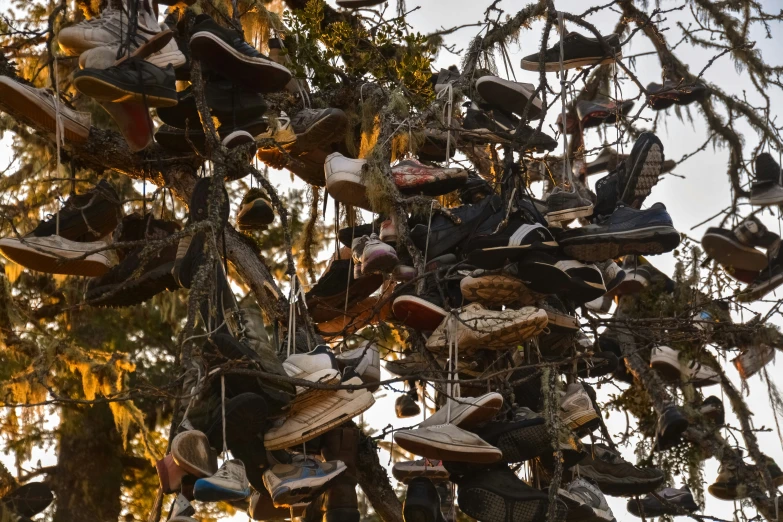 there are many pairs of shoes hung in the tree