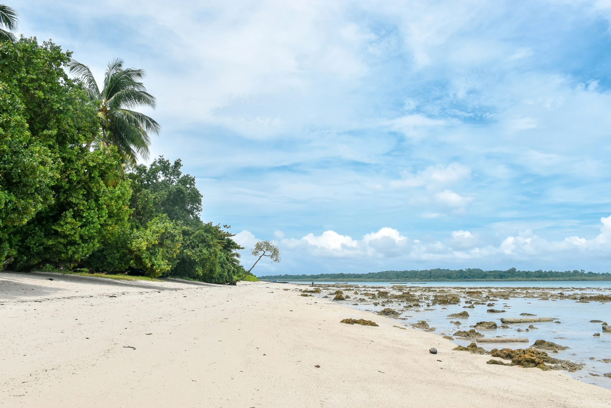 a sandy shore near a small forest filled beach