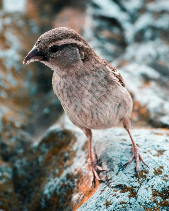 a bird standing on top of a moss covered rock