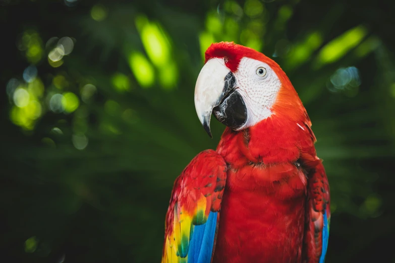 a brightly colored parrot standing in the shade