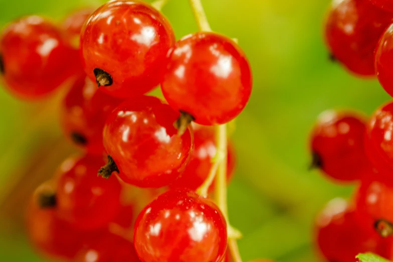 small red berries hanging off the stem of an orange bush