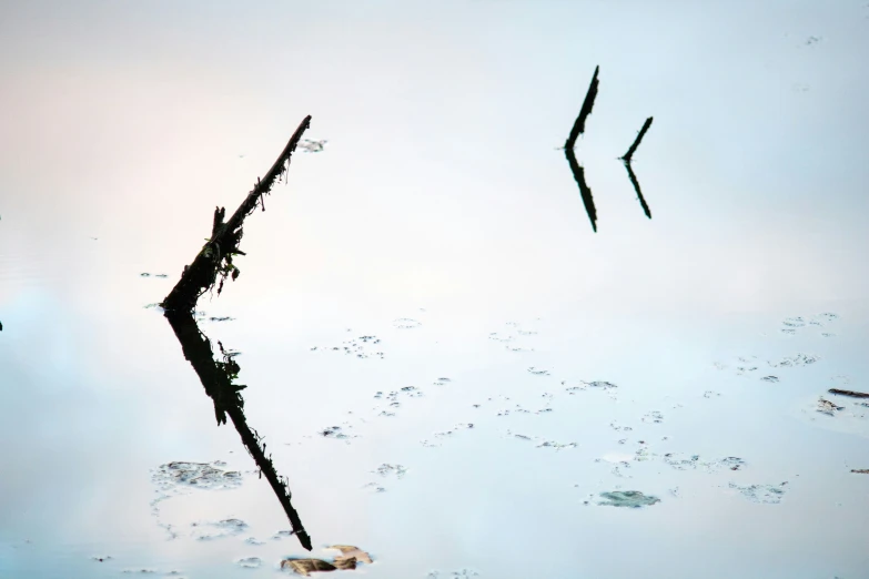 the reflection of trees nches in the water