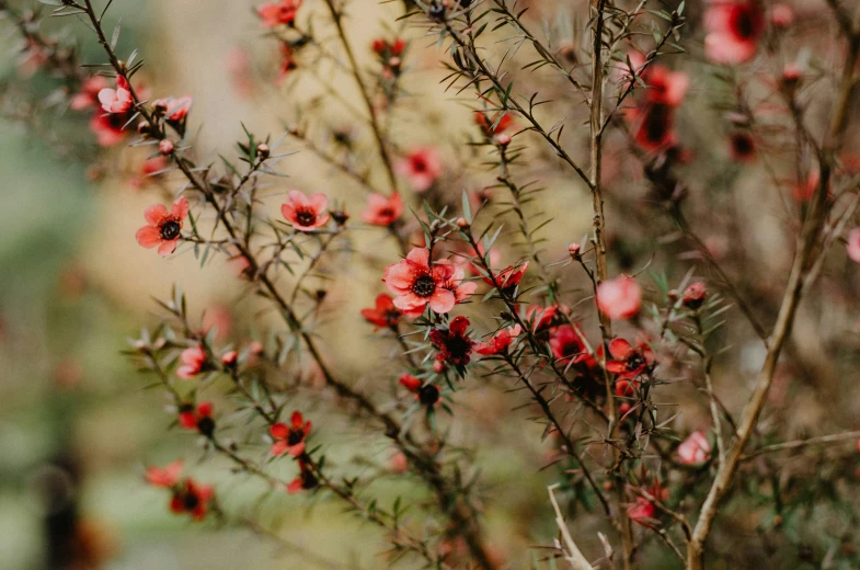 a red bush with bright red, green and pink leaves