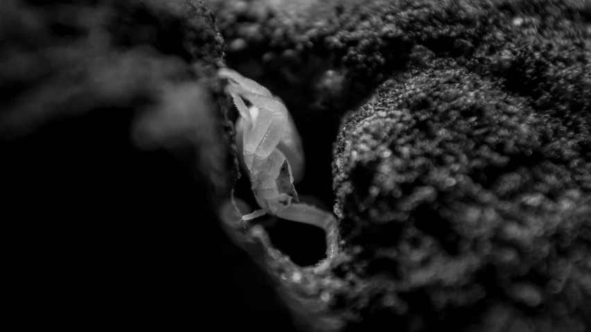 black and white po of some moss growing on rock