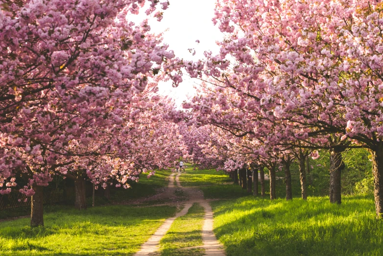 an orchard trail with pink flowers, and trees