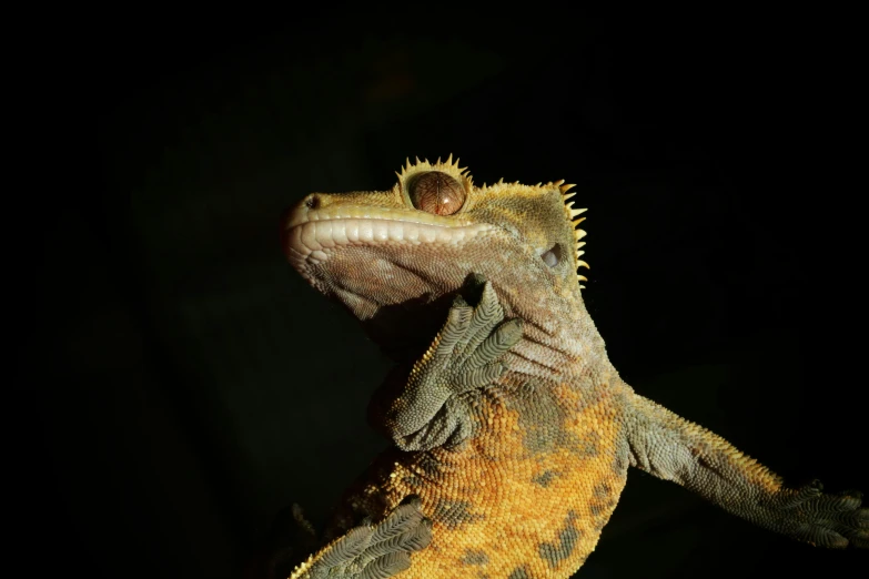 the head and neck of a bearded bearded lizard