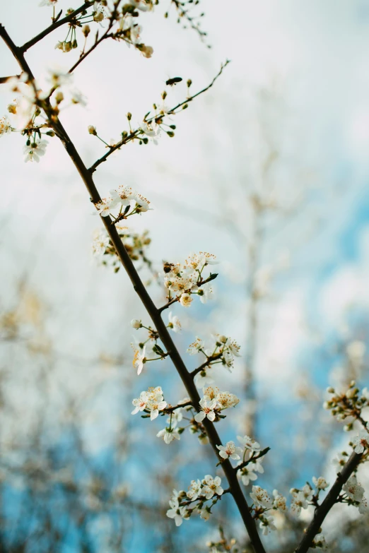 the nch of a flowered tree in the foreground is blue sky