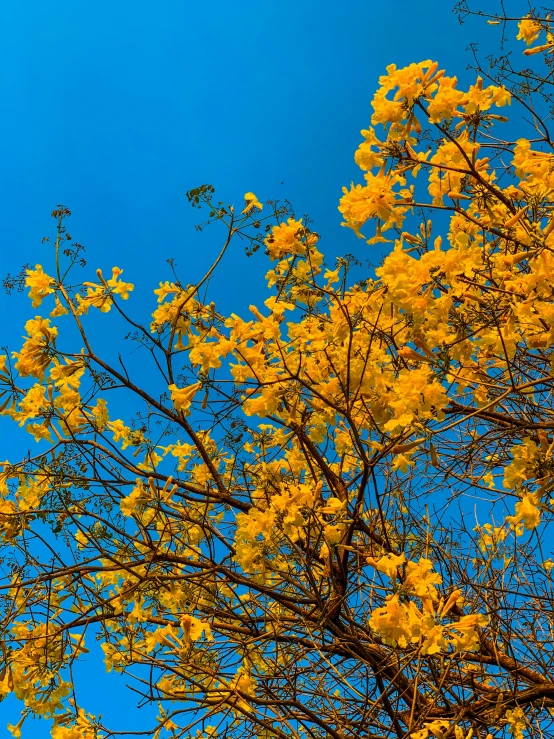 a tree with yellow leaves and blue sky in background