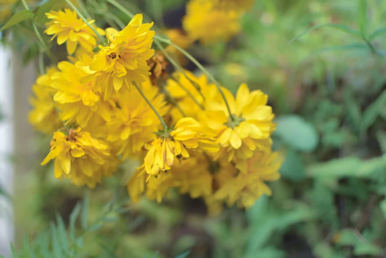 yellow flowers in bloom in a garden