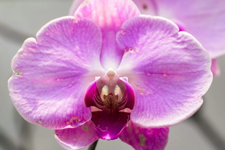 some pretty purple orchid with white stnad