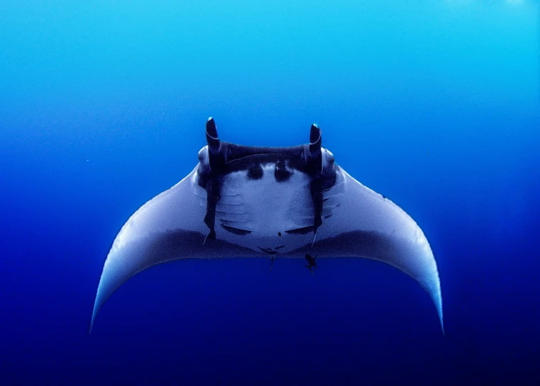 an oceanic fish swims under water near the surface