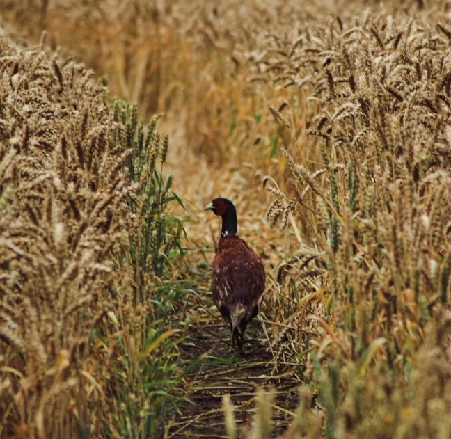 a chicken walking along a path through the middle of a field