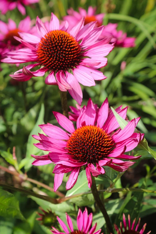 several pink flowers in front of a forest of green leaves