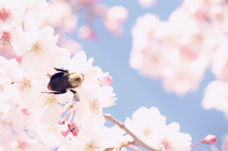 a bee is sitting on a flower in the spring
