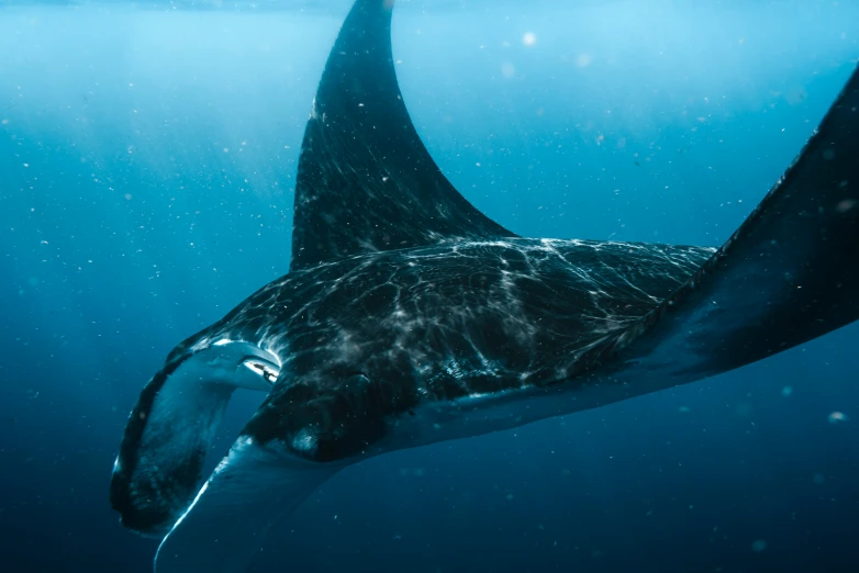 a giant animal swims underwater in the ocean