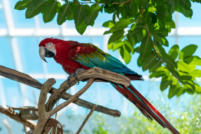 a bright red parrot sits on a nch