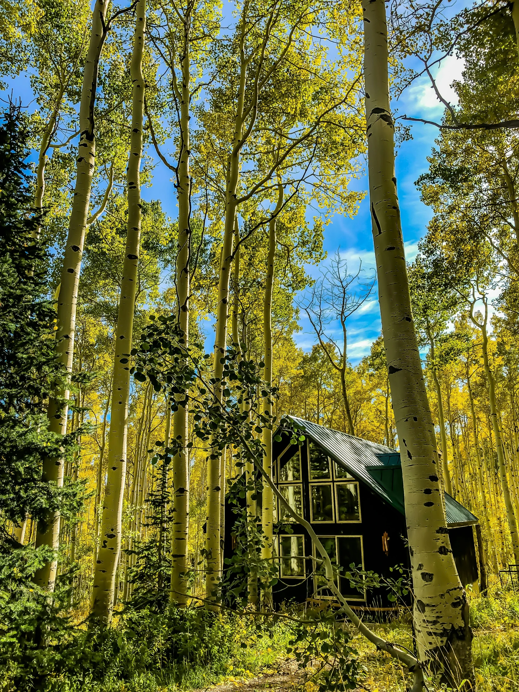 a cabin nestled among the trees in the forest