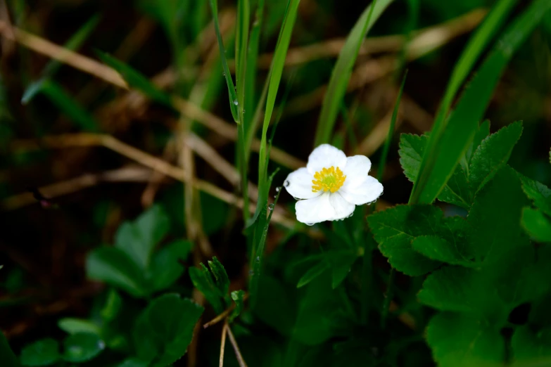 the flower is growing beside green grass