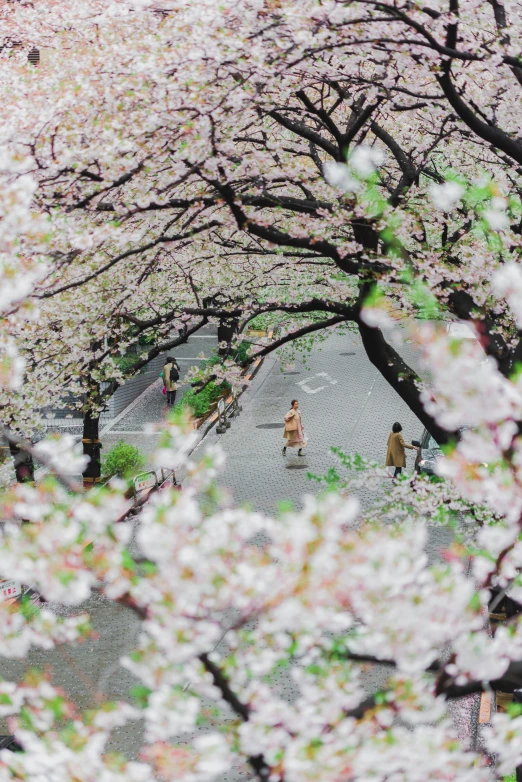 a group of people walk past several cherry blossomed trees