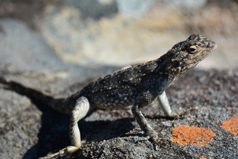a tiny lizard standing on a rock in the sun