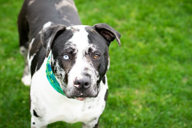 a dog in grass looking at the camera