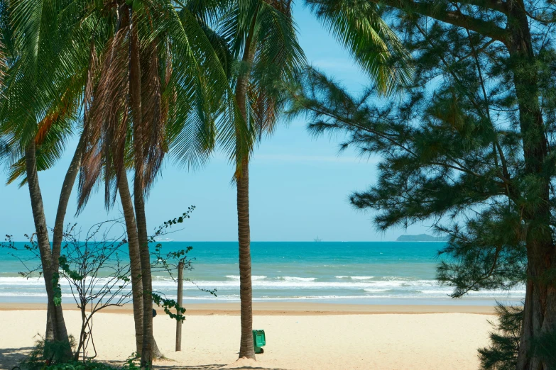 a beach with palm trees and some water