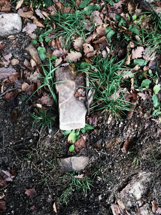 there is a rock and other vegetation on the ground