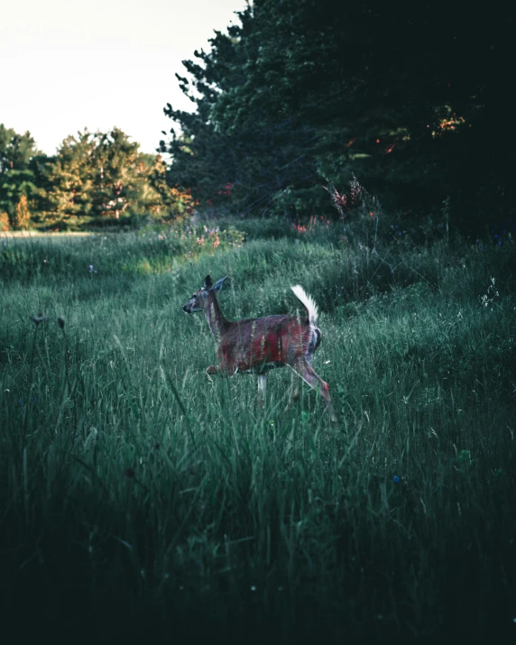 a doe standing in the middle of a lush green field