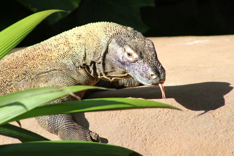 a lizard is looking off over the top of a stone wall