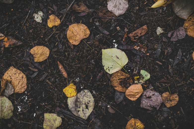 many different leaves on the ground and on the ground