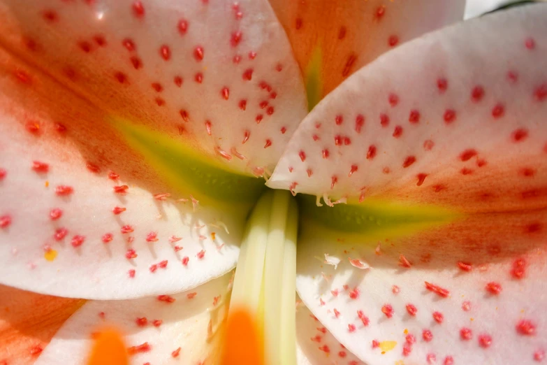 a white and orange flower with some red dots on it