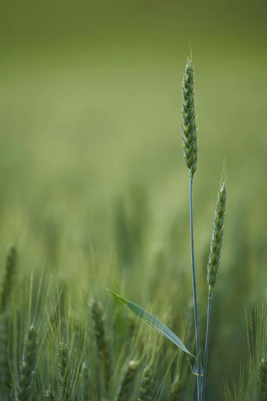 a tall grass stalk sitting in the middle of a green field