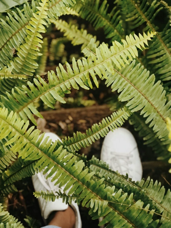 a persons feet in a pair of shoes underneath a green fern leaf