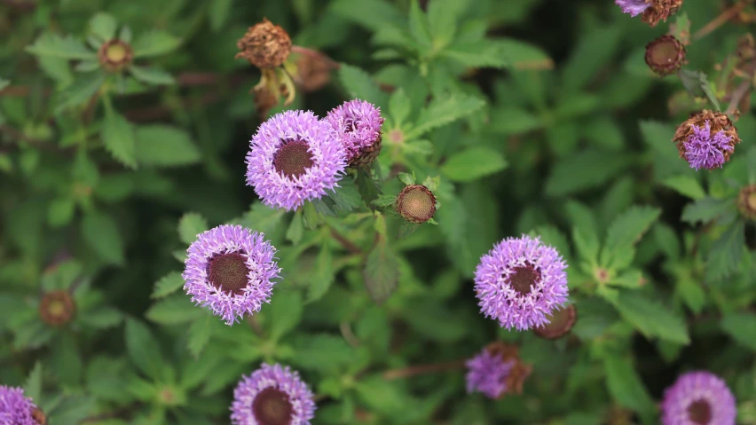 small purple flowers next to leaves are shown